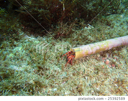 Ishidami hermit crab 25392589