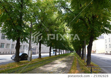 Trees and tracks Trees and tracks 25392828
