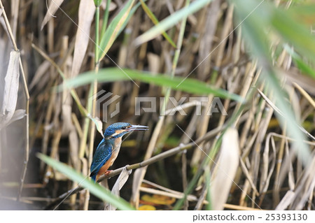 Kingfishes lurking in the reed 25393130