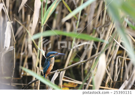 潛伏在蘆葦叢中的金魚 25393131