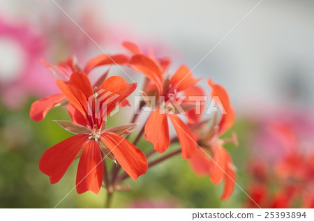 Red Pelargonium 25393894