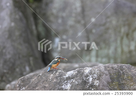 吃蝦的金魚 25393900