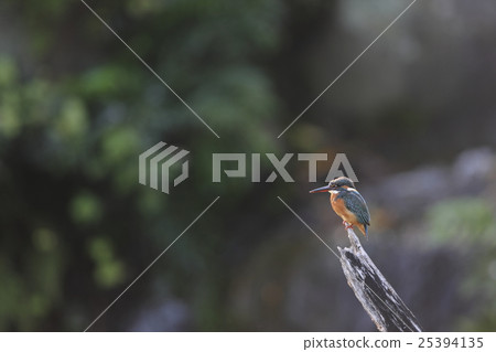 翠鳥 翠鳥 25394135