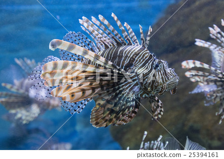 fish魚 fish魚 25394161