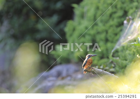Kingfisher Kingfisher 25394291