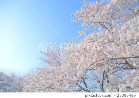 櫻花和藍天 櫻花和藍天 25395489