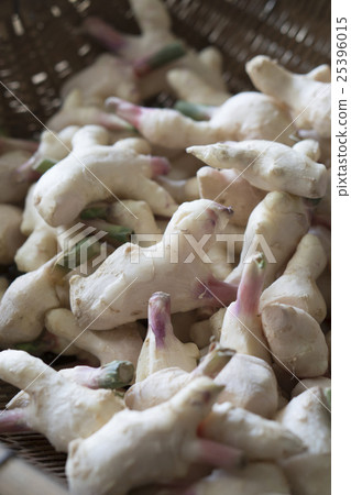 Ginger of the daylight sun 25396015