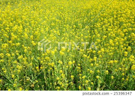 Rapeseed field 25396347