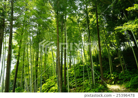  Bamboo grove 25396478