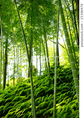  Bamboo grove 25396479