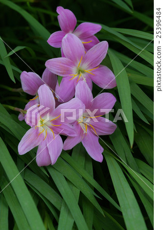 Saffron Moddoki 25396484