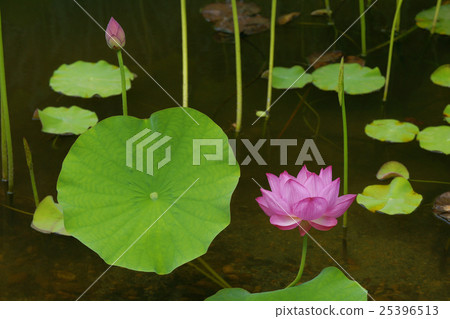 蓮花 25396513