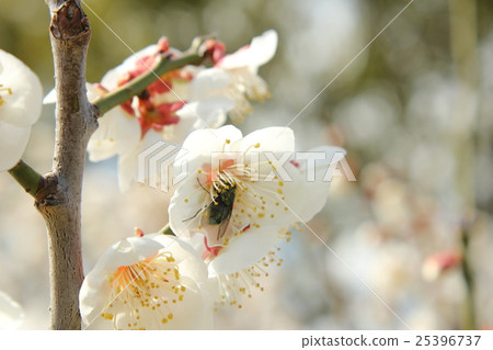 Plum and bees Plum and bees 25396737