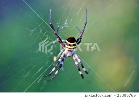 Koganegmo Koganegmo 25396769