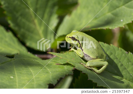 European tree frog (Hyla arborea) European tree frog (Hyla arborea) 25397347