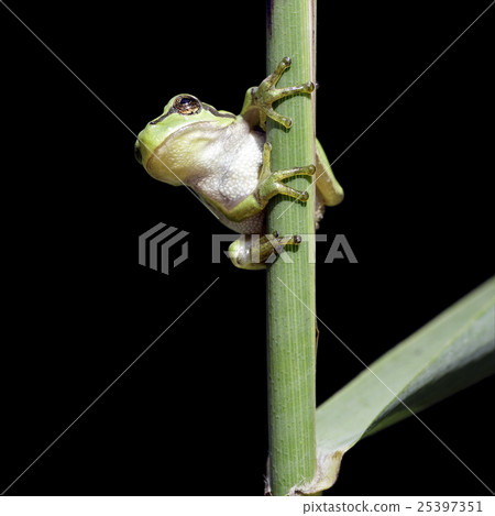European tree frog (Hyla arborea) 25397351