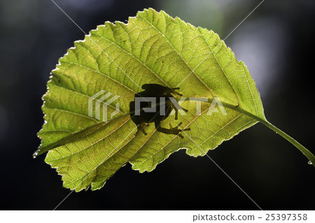 European tree frog (Hyla arborea) 25397358
