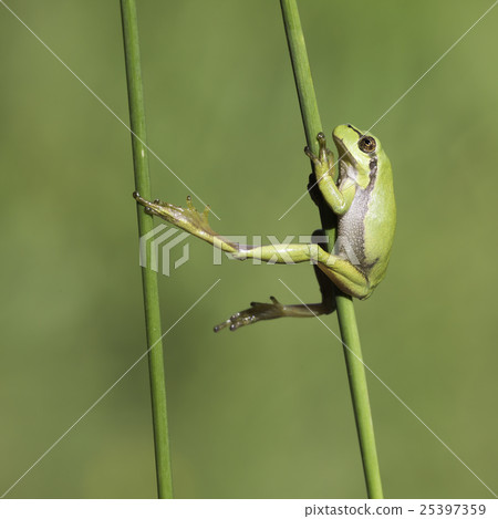 European tree frog (Hyla arborea) 25397359