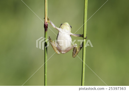 European tree frog (Hyla arborea) 25397363
