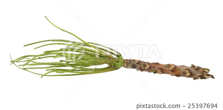 Bare Twig of Neem Tree on White Background 25397694