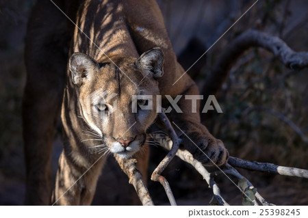 Mountain Lion 25398245