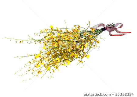 Rare kind of miniature orchids isolated  25398384