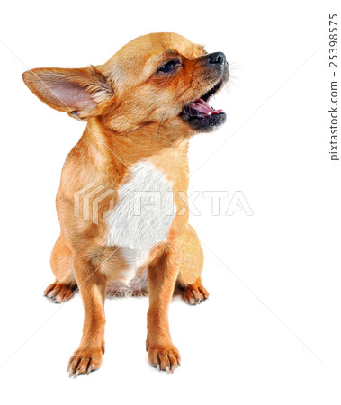 Purebred chihuahua dog isolated 25398575
