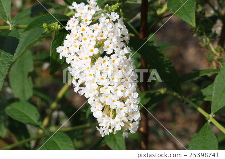 Buddha flower 25398741