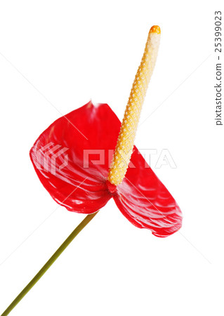 red anturium isolated on white background red anturium isolated on white background 25399023