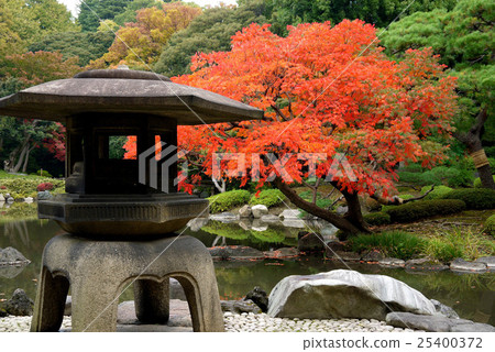 Hokenoki的秋葉在老Furukawa庭院（11月）北區，東京 25400372