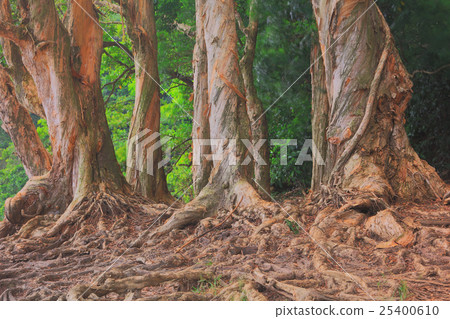 Shing Mun Reservoirof Trees Pattern 25400610