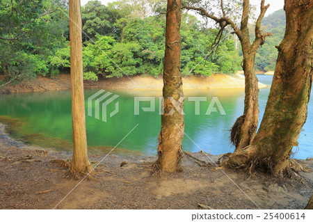 Shing Mun Reservoirof Trees Pattern 25400614