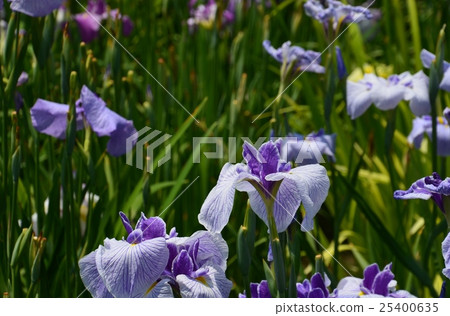 Hana shawub(堀北鳶尾花園) Hana shawub(堀北鳶尾花園) 25400635