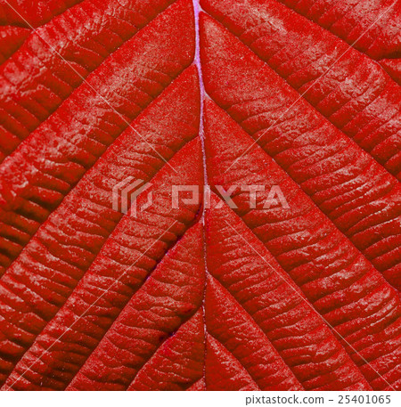 Detail of red leaf  texture close up background. 25401065