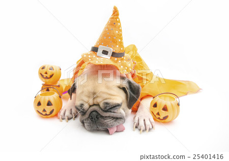 Pug Dog sleep with Happy Halloween day and pumpkin Pug Dog sleep with Happy Halloween day and pumpkin 25401416