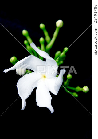 White flower Murraya paniculata or Orange Jessamin 25401786