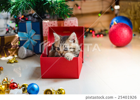 Cute kitten in christmas. Cute kitten in christmas. 25401926