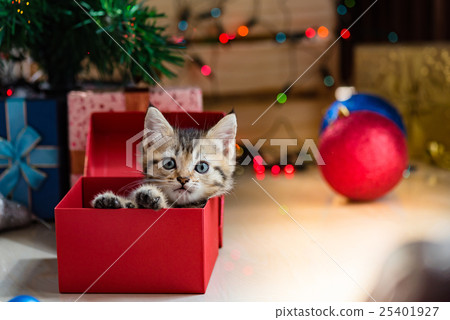 Cute kitten in christmas. 25401927