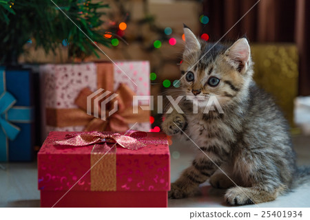 Cute kitten in christmas. 25401934