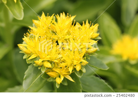 Kirinsou Kirinsou 25402480