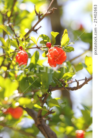 pomegranate  25402663
