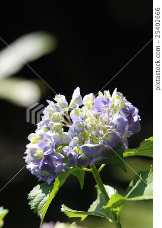 Hydrangea 25402666