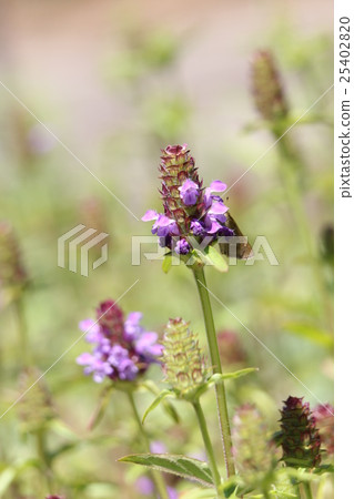 水稻Bogusa 25402820