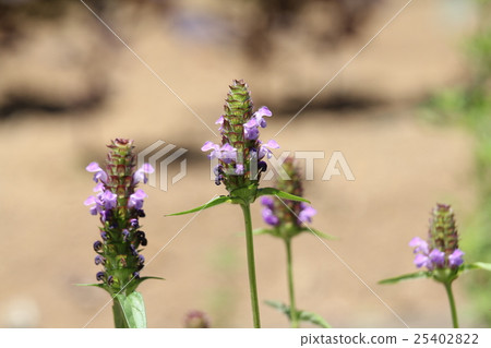 水稻Bogusa 水稻Bogusa 25402822