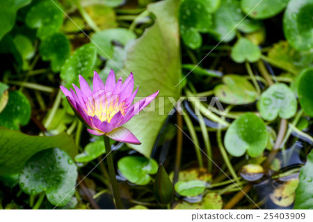 蓮花 25403909