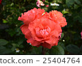 玫瑰 25404764