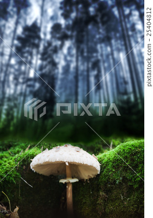 Parasol mushroom grows in dark blue forest 25404812