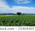 An unusual shape of a tree standing in a field 25404905