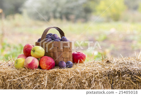Harvest time, apples, plums 25405018