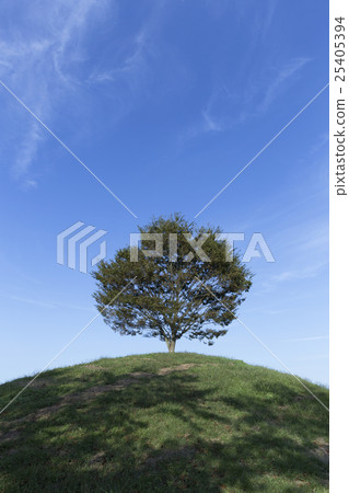 A tree on the top of a hill 25405394